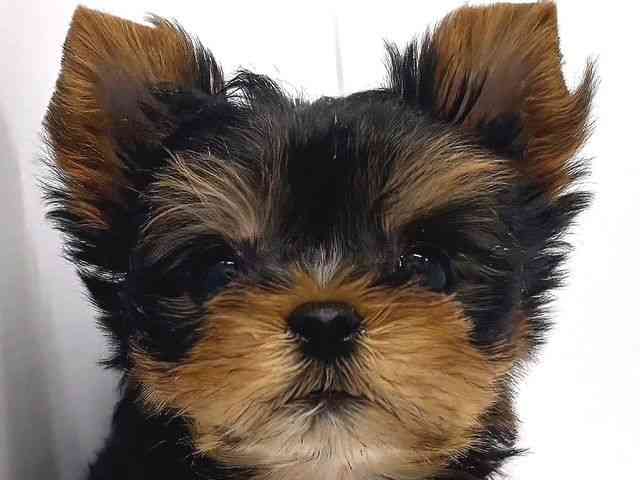 奈良県のヨークシャーテリア (ひごペットフレンドリー奈良パワーシティ店/2025年9月30日生まれ/女の子/スチールブルータン)の子犬の1枚目の画像