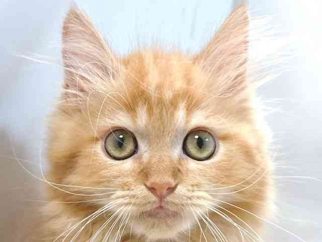 大阪府のラガマフィン (ひごペットフレンドリー堺プラットプラット店/2025年9月28日生まれ/男の子/レッドタビー)の子猫の1枚目の画像