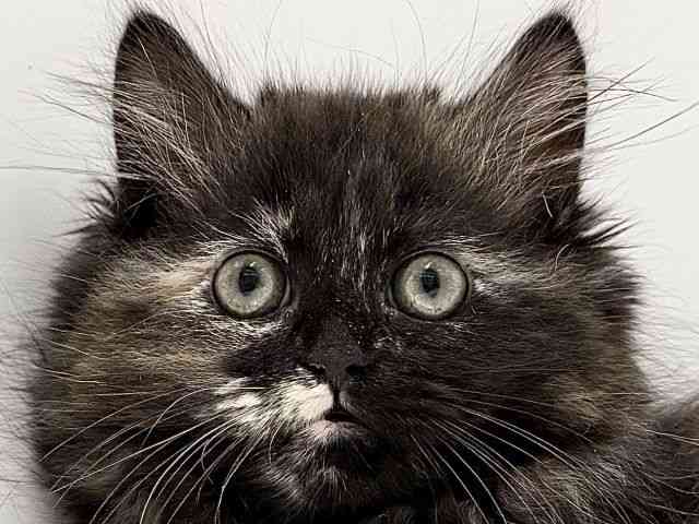 奈良県のラガマフィン (ひごペットフレンドリーイオンモール橿原ウエスト・ビレッジ店/2025年9月28日生まれ/女の子/トーティー)の子猫の1枚目の画像