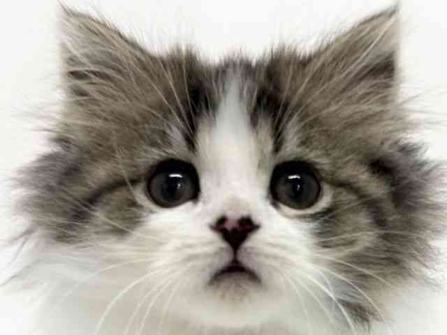 大阪府のスコティッシュフォールド (ひごペットフレンドリーくずはモール店/2025年9月30日生まれ/女の子/ブラウンタビーホワイト)の子猫の1枚目の画像