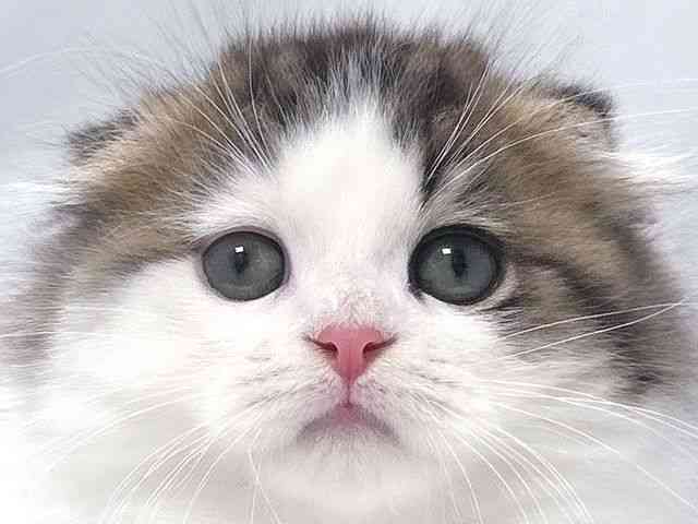 大阪府のスコティッシュフォールド (ひごペットフレンドリー堺プラットプラット店/2025年9月30日生まれ/男の子/ブラウンタビーホワイト)の子猫