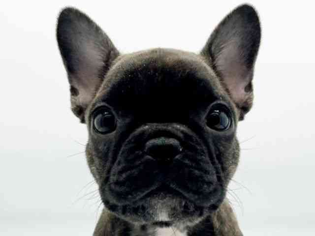 兵庫県のフレンチブルドッグ (ひごペットフレンドリーコロワ甲子園店/2025年9月29日生まれ/女の子/ブリンドル)の子犬の1枚目の画像