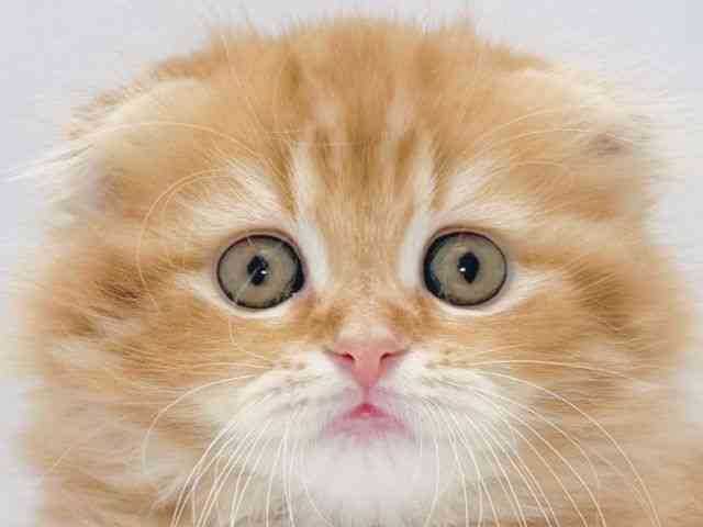 京都府のスコティッシュフォールド (ひごペットフレンドリーイズミヤショッピングセンター八幡店/2025年10月1日生まれ/女の子/レッドタビー)の子猫の1枚目の画像