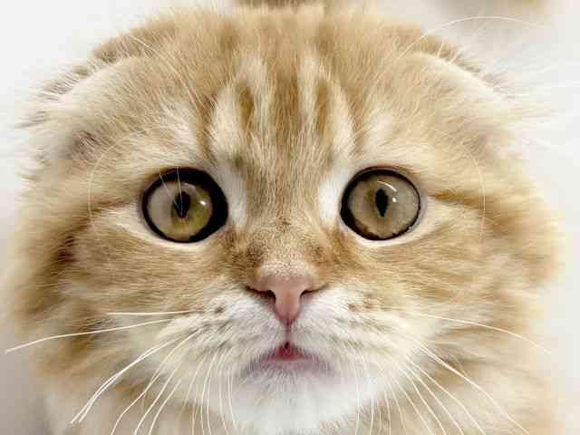 京都府のスコティッシュフォールド (ひごペットフレンドリーイズミヤショッピングセンター八幡店/2025年10月1日生まれ/女の子/レッドタビー)の子猫の1枚目の画像