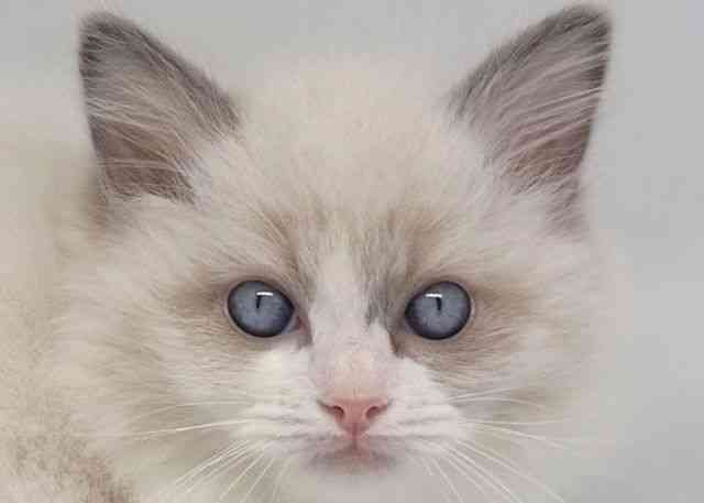 鳥取県のラグドール (ひごペットフレンドリーイオンモール鳥取北店/2025年10月1日生まれ/女の子/ブルーポイントバイカラー)の子猫