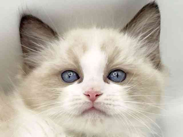 奈良県のラグドール (ひごペットフレンドリートナリエ大和高田店/2025年9月29日生まれ/女の子/シールポイントバイカラー)の子猫の1枚目の画像