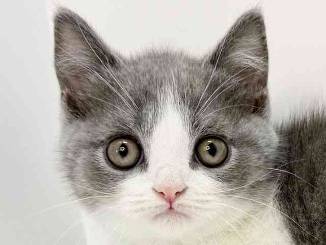 大阪府のブリティッシュショートヘアー (ひごペットフレンドリーいこらもーる泉佐野店/2025年9月28日生まれ/女の子/ブルーホワイト)の子猫の1枚目の画像