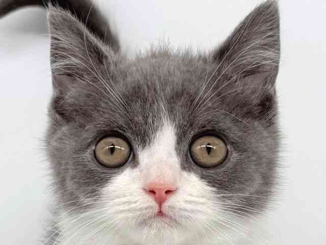 大阪府のブリティッシュショートヘアー (ひごペットフレンドリー瓜破店/2025年9月28日生まれ/男の子/ブルーホワイト)の子猫