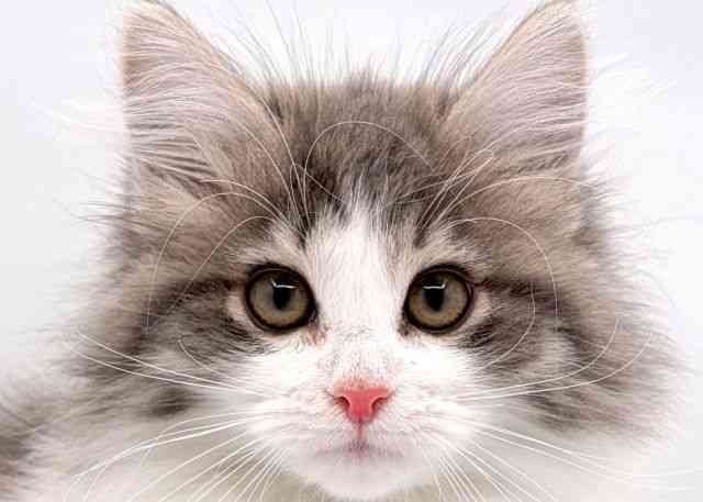 島根県のノルウェージャンフォレストキャット (ひごペットフレンドリーイオン松江ショッピングセンター店/2025年10月1日生まれ/女の子/ブルータビーホワイト)の子猫の1枚目の画像