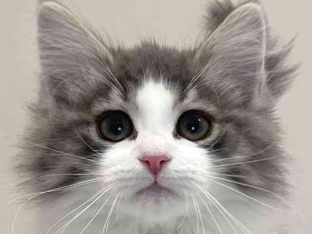 兵庫県のノルウェージャンフォレストキャット (ひごペットフレンドリーイトーヨーカドー明石店/2025年10月1日生まれ/女の子/ブルータビーホワイト)の子猫の1枚目の画像