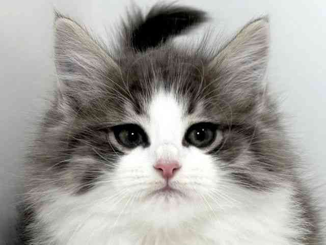 兵庫県のノルウェージャンフォレストキャット (ひごペットフレンドリーイトーヨーカドー明石店/2025年10月1日生まれ/女の子/ブルータビーホワイト)の子猫