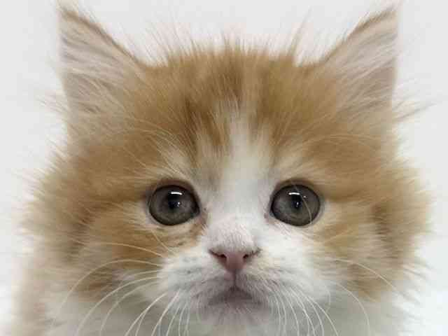 大阪府のマンチカン (ひごペットフレンドリーくずはモール店/2025年10月1日生まれ/女の子/レッドタビーホワイト)の子猫の1枚目の画像