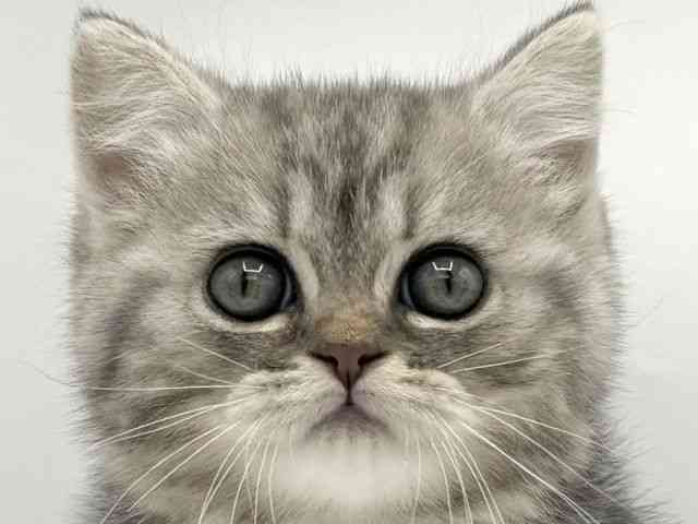 大阪府のマンチカン (ひごペットフレンドリーららぽーとEXPOCITY店/2025年10月2日生まれ/男の子/ブルータビー)の子猫の1枚目の画像