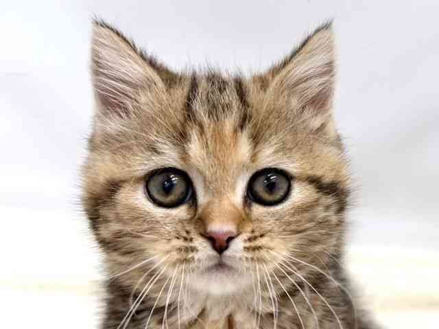 広島県のマンチカン (ひごペットフレンドリーゆめタウン廿日市店/2025年10月2日生まれ/女の子/ブラウンタビー)の子猫の1枚目の画像