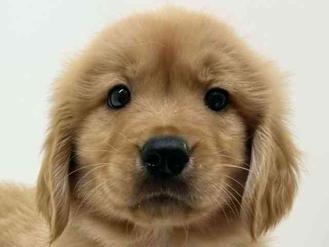 兵庫県のゴールデンレトリバー (ひごペットフレンドリーブルメールHAT神戸店/2025年10月1日生まれ/男の子/ゴールデン)の子犬の1枚目の画像