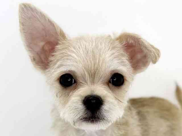 大阪府のチワマル/マルチワ(チワワ×マルチーズ) (ひごペットフレンドリーいこらもーる泉佐野店/2025年10月1日生まれ/男の子/レッドホワイト)の子犬の1枚目の画像