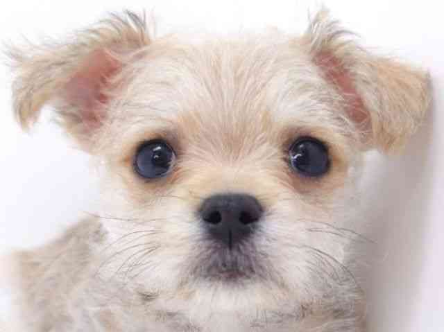 大阪府のチワマル/マルチワ(チワワ×マルチーズ) (ひごペットフレンドリーいこらもーる泉佐野店/2025年10月1日生まれ/男の子/レッドホワイト)の子犬の1枚目の画像