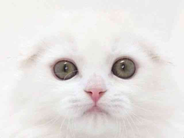 大阪府のスコティッシュフォールド (ひごペットフレンドリーいこらもーる泉佐野店/2025年10月1日生まれ/男の子/クリームタビーホワイト)の子猫の1枚目の画像