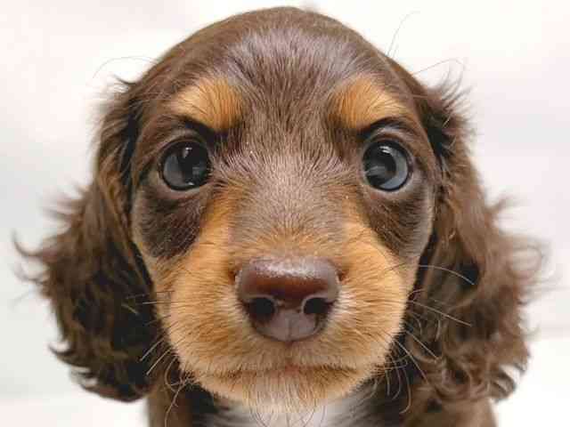 京都府のミニチュアダックスフンド(ロング) (ひごペットフレンドリー洛北阪急スクエア店/2025年10月2日生まれ/男の子/チョコレートタン)の子犬の1枚目の画像