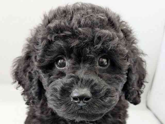 京都府のミニチュアプードル (ひごペットフレンドリー京都店/2025年10月2日生まれ/女の子/ブラック)の子犬の1枚目の画像