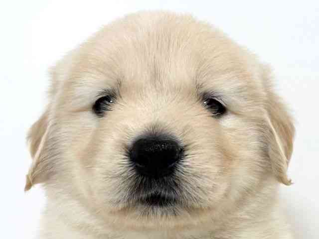 兵庫県のゴールデンレトリバー (ひごペットフレンドリーイトーヨーカドー明石店/2025年10月1日生まれ/男の子/ゴールデン)の子犬の1枚目の画像