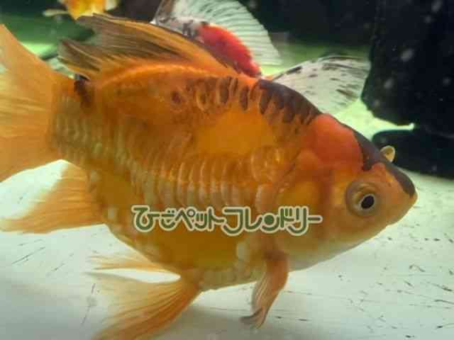 その他[ドラゴンスケール玉サバ] | ひごペットフレンドリー公式サイト