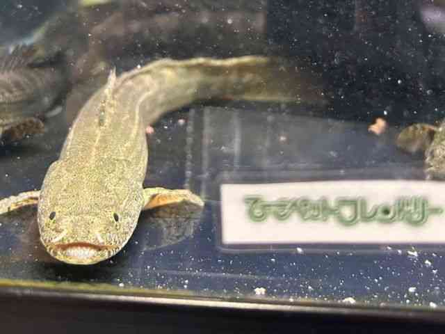 その他[ポリプテルス ビキールコリバ WILD] | ひごペットフレンドリー