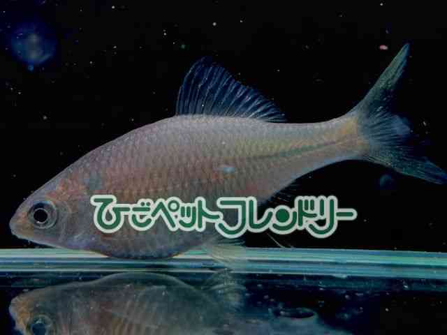 メタリック カネヒラ 淡水魚）カネヒラ 10～12㎝ ブルー 1円スタート 