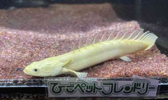 プラチナエンドリケリー　ポリプテルス　エンドリケリー 価格の安いポリプテルス プラチナ エンドリケリー 約10cm / アクア