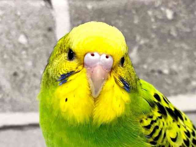 セキセイインコ[オパーリングリーン] | ひごペットフレンドリー