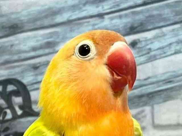 ボタンインコ[ヤマブキ] | ひごペットフレンドリー 【 公式サイト 】