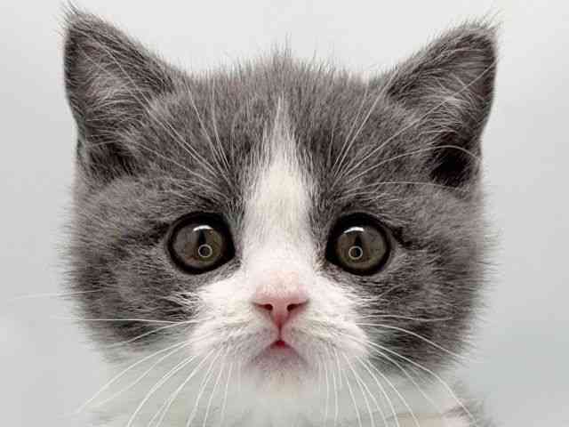 京都府のブリティッシュショートヘアー (ひごペットフレンドリー洛北阪急スクエア店/2025年10月4日生まれ/男の子/ブルーホワイト)の子猫