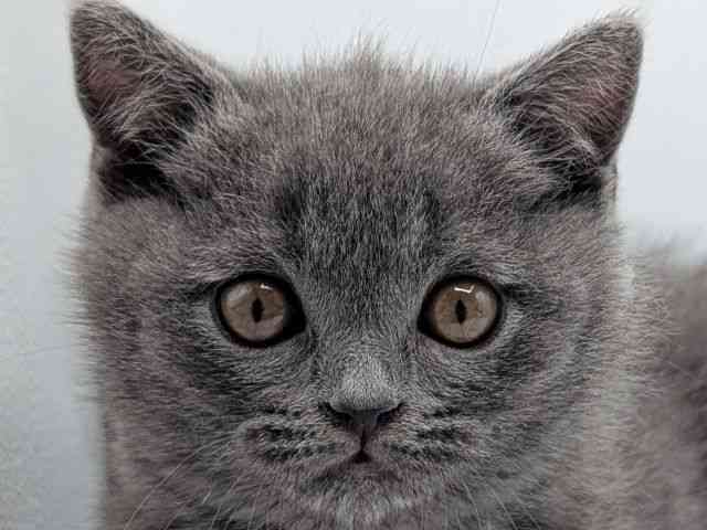 香川県のブリティッシュショートヘアー (ひごペットフレンドリーゆめタウン高松店/2025年10月4日生まれ/男の子/ブルー)の子猫の1枚目の画像