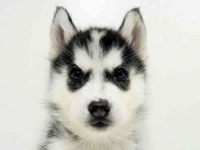 広島県のシベリアンハスキー (ひごペットフレンドリーフジグラン神辺店/2025年9月25日生まれ/男の子/ブラックホワイト)の子犬の1枚目の画像