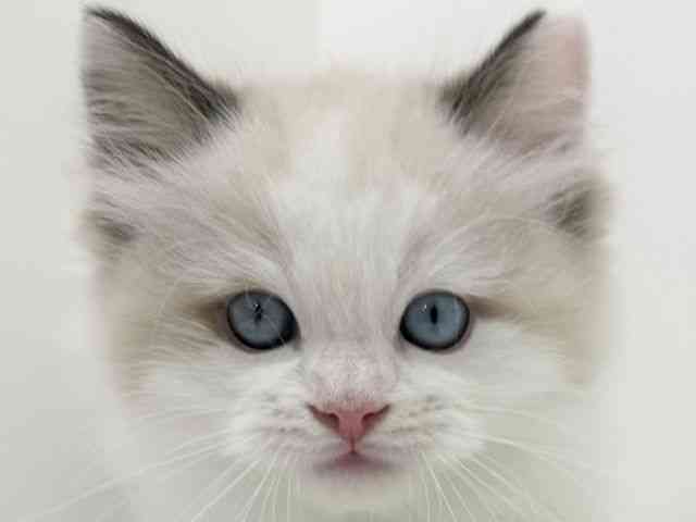 大阪府のラグドール (ひごペットフレンドリーくずはモール店/2025年10月3日生まれ/男の子/シールポイントバイカラー)の子猫の1枚目の画像
