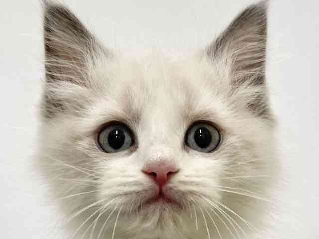 高知県のラグドール (ひごペットフレンドリーイオンモール高知店/2025年10月3日生まれ/女の子/ブルーポイントバイカラー)の子猫