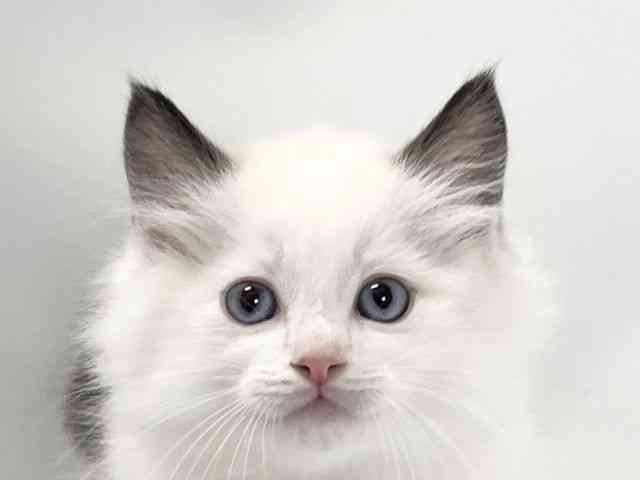 愛媛県のラグドール (ひごペットフレンドリーイオンモール今治新都市店/2025年10月3日生まれ/男の子/シールポイントバイカラー)の子猫の1枚目の画像