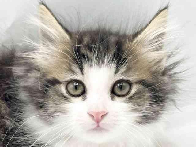 奈良県のノルウェージャンフォレストキャット (ひごペットフレンドリートナリエ大和高田店/2025年10月3日生まれ/女の子/ブラウンタビーホワイト)の子猫の1枚目の画像