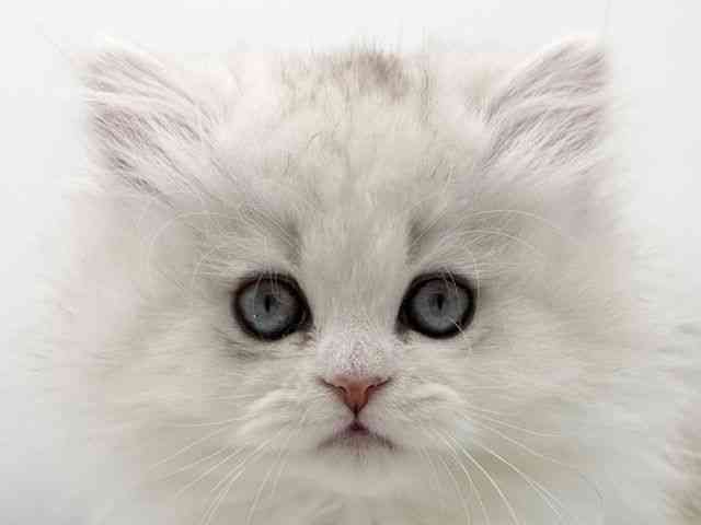 大阪府のペルシャ (ひごペットフレンドリーららぽーとEXPOCITY店/2025年10月4日生まれ/女の子/チンチラシルバー)の子猫の1枚目の画像