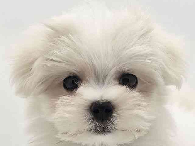 兵庫県のマルチーズ (ひごペットフレンドリークラウンパーク伊丹店/2025年10月4日生まれ/女の子/ホワイト)の子犬の1枚目の画像