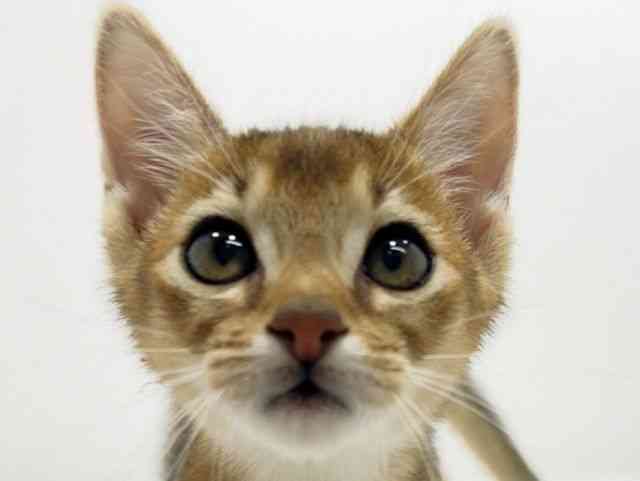 広島県のアビシニアン (ひごペットフレンドリーフジグラン神辺店/2025年9月21日生まれ/女の子/ルディ)の子猫の1枚目の画像