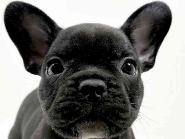 京都府のフレンチブルドッグ (ひごペットフレンドリーイズミヤショッピングセンター八幡店/2025年10月4日生まれ/男の子/ブリンドル)の子犬