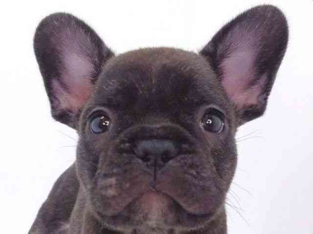 大阪府のフレンチブルドッグ (ひごペットフレンドリーいこらもーる泉佐野店/2025年10月4日生まれ/男の子/ブリンドル)の子犬の1枚目の画像