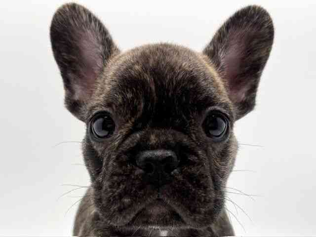 大阪府のフレンチブルドッグ (ひごペットフレンドリーみのおキューズモール店/2025年10月4日生まれ/男の子/ブリンドル)の子犬の1枚目の画像