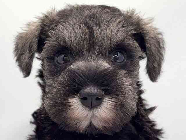 京都府のミニチュアシュナウザー (ひごペットフレンドリー洛北阪急スクエア店/2025年10月5日生まれ/女の子/ソルトペッパー)の子犬