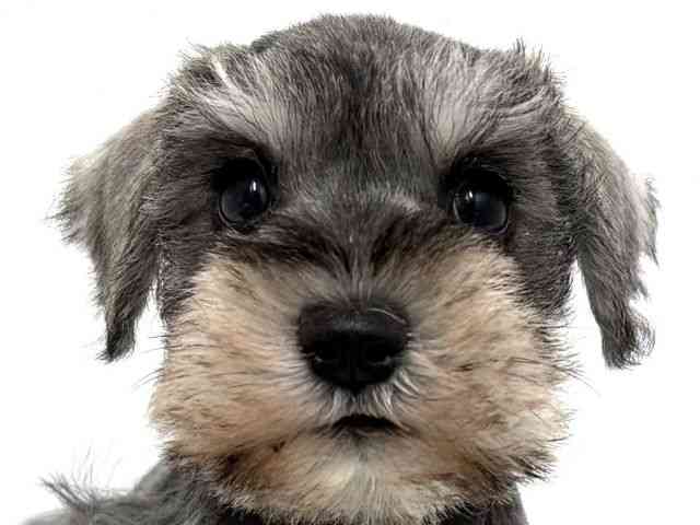 大阪府のミニチュアシュナウザー (ひごペットフレンドリーベルファⅡ都島店/2025年10月5日生まれ/女の子/ソルトペッパー)の子犬の1枚目の画像