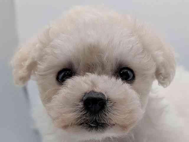 香川県のビションフリーゼ (ひごペットフレンドリーゆめタウン高松店/2025年10月5日生まれ/女の子/ホワイト)の子犬