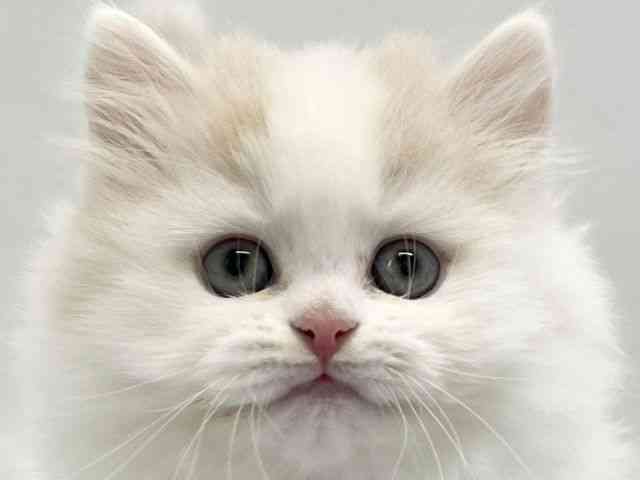 京都府のラガマフィン (ひごペットフレンドリー京都店/2025年10月3日生まれ/男の子/クリームホワイト)の子猫の1枚目の画像