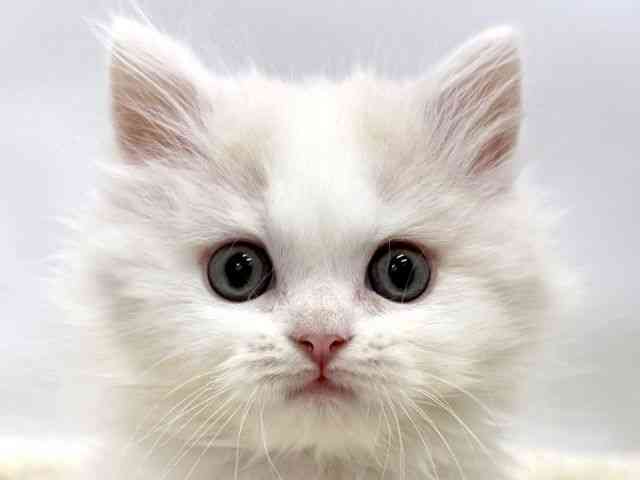 広島県のラガマフィン (ひごペットフレンドリーゆめタウン廿日市店/2025年10月3日生まれ/女の子/クリームホワイト)の子猫の1枚目の画像