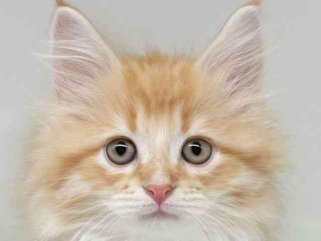 大阪府のサイベリアン (ひごペットフレンドリー瓜破店/2025年10月4日生まれ/男の子/レッドタビーホワイト)の子猫の1枚目の画像